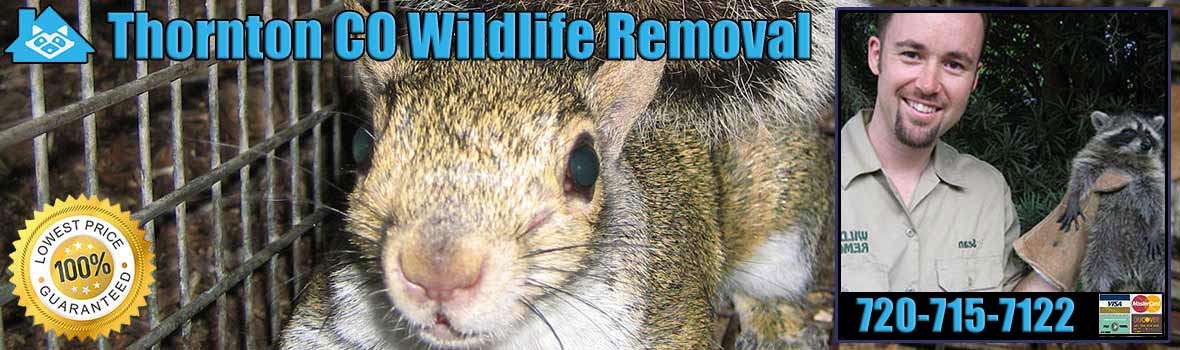 Thornton Wildlife and Animal Removal